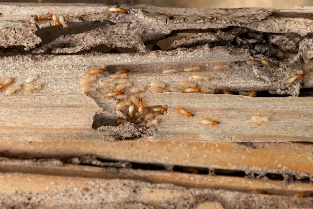 Professional Pest Control in Newtown Grant, PA